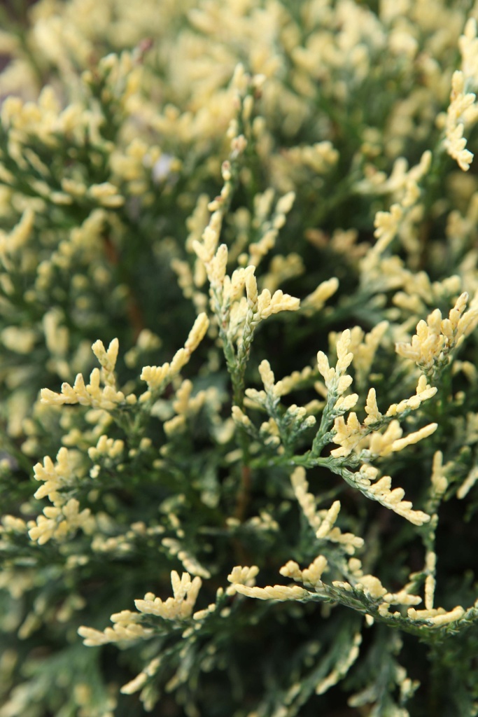 THUJA OCCIDENTALIS 'PICCADILLY'