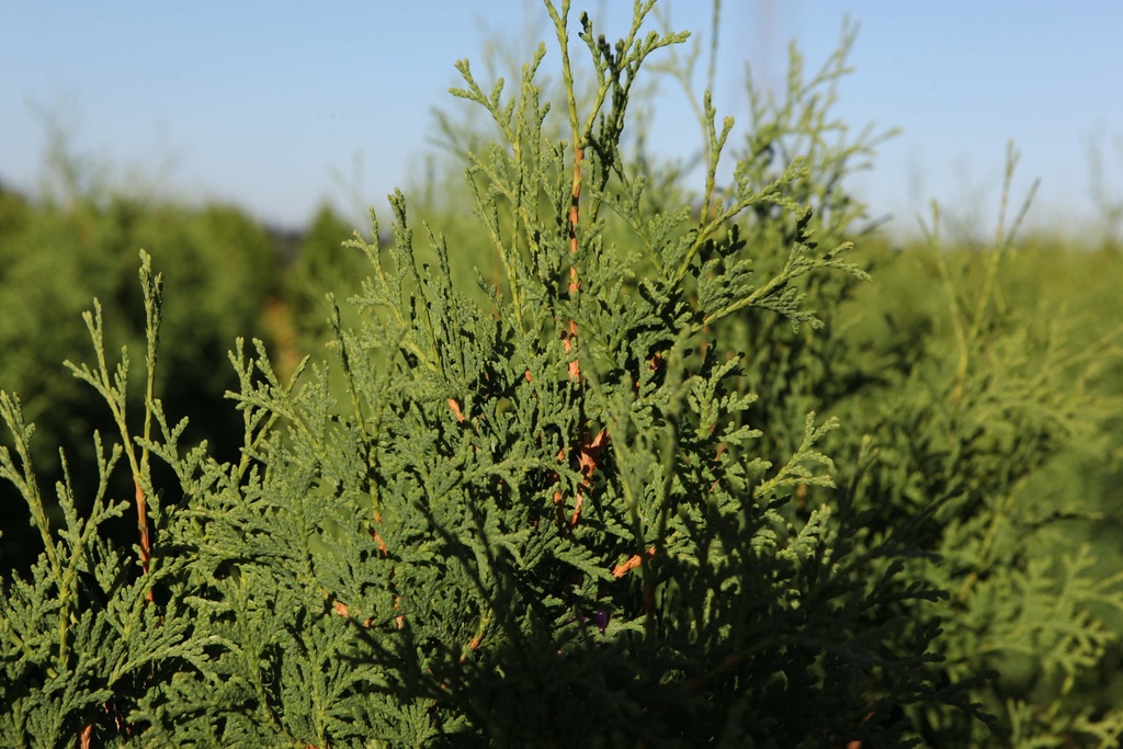 [TOPCO125] THUJA OCCIDENTALIS 'PYRAMIDALIS COMPACTA' (Pot, 125-150 cm)
