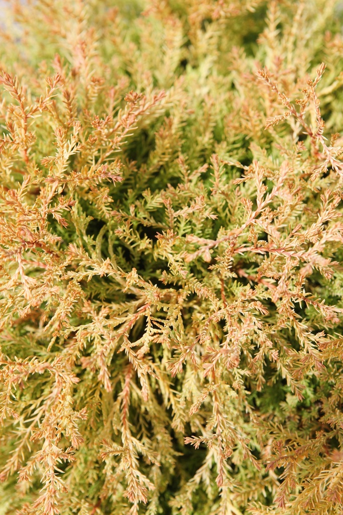 [TORH25] THUJA OCCIDENTALIS 'RHEINGOLD' (Pot 3 liter, 25-30 cm)