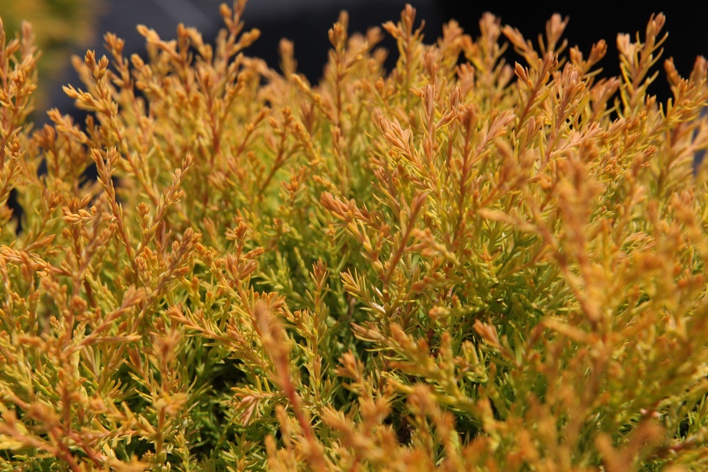[TORH25] THUJA OCCIDENTALIS 'RHEINGOLD' (Pot 3 liter, 25-30 cm)