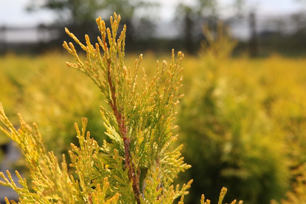 [TOSU80] THUJA OCCIDENTALIS 'SUNKIST' (Pot, 80-100 cm)