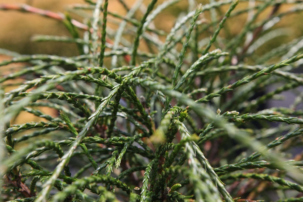 [xx] THUJA PLICATA 'WHIPCORD' (Pot 3 liter, 25-30 cm)