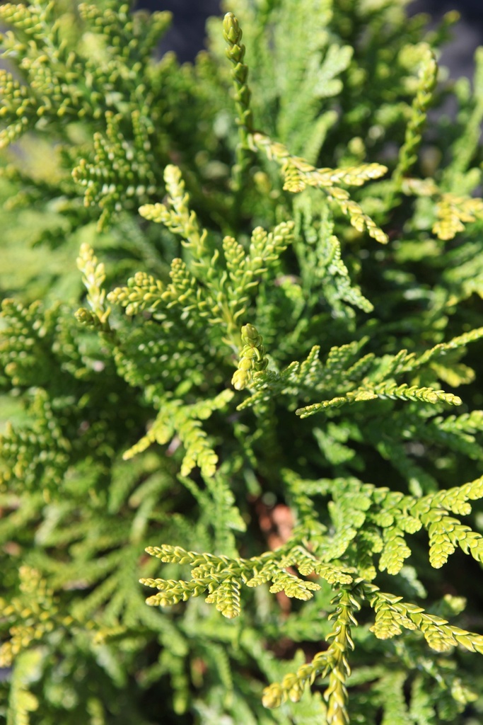 [xx] THUJOPSIS DOLABRATA (Pot 2 liter, 20-25 cm)