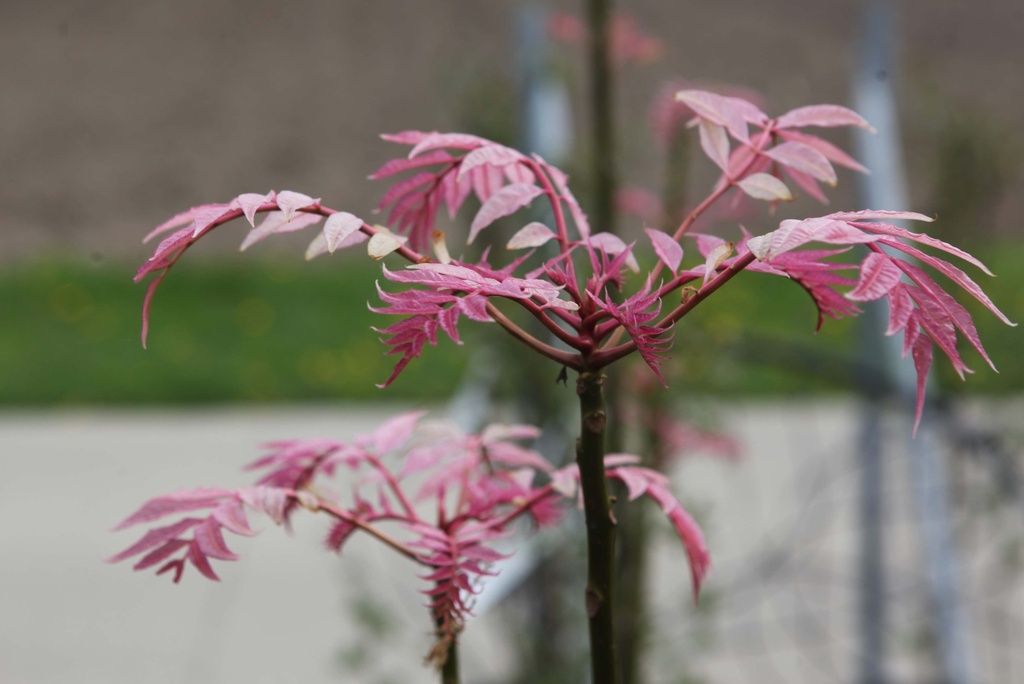 TOONA SINENSIS 'FLAMINGO'