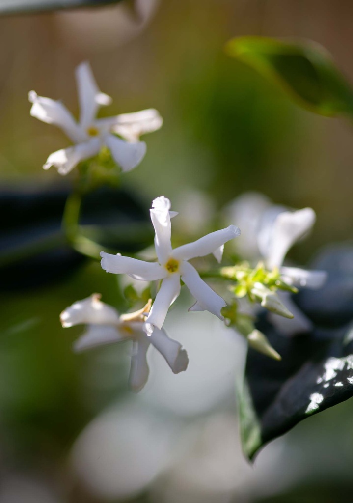 [xx] TRACHELOSPERMUM JASMINOIDES (Pot, 150-175 cm)