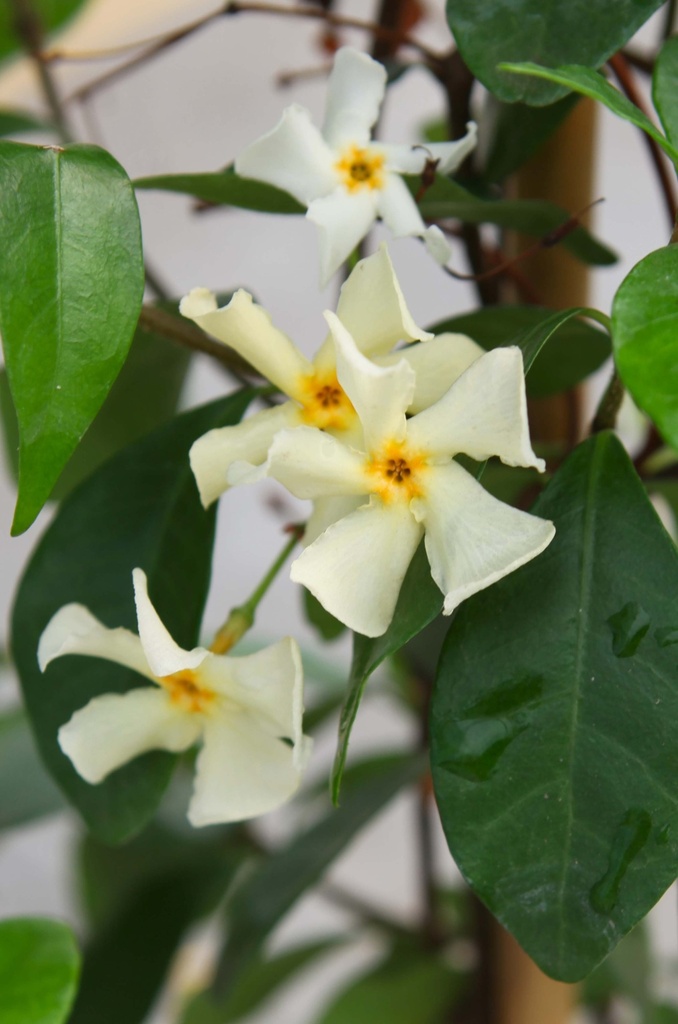 [xx] TRACHELOSPERMUM JASMINOIDES 'STAR OF TOSCANE' (Pot, 150-175 cm)
