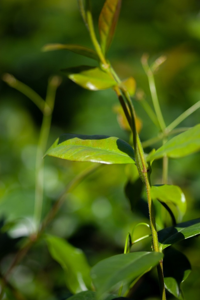 [xx] TRACHELOSPERMUM JASMINOIDES 'STAR OF TOSCANE' (Pot, 150-175 cm)