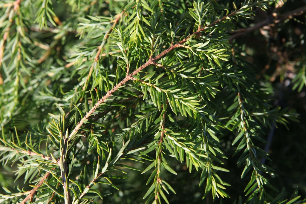 [TCA100] TSUGA CANADENSIS (Pot, 100-125 cm)