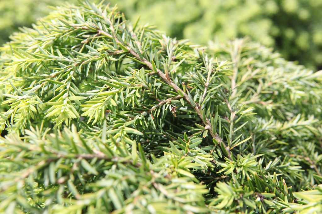 [TCJE25] TSUGA CANADENSIS 'JEDDELOH' (Pot 3 liter, 25-30 cm)