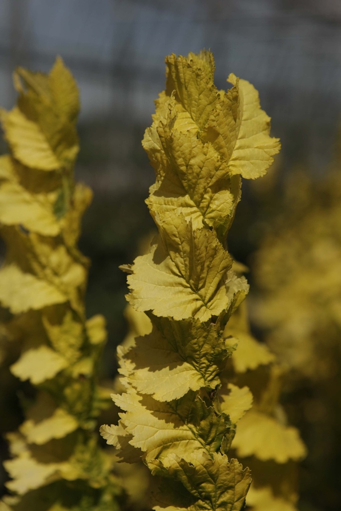 ULMUS HOLLANDICA 'WREDEI'