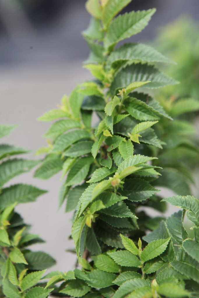 ULMUS MINOR 'JACQUELINE HILLIER'