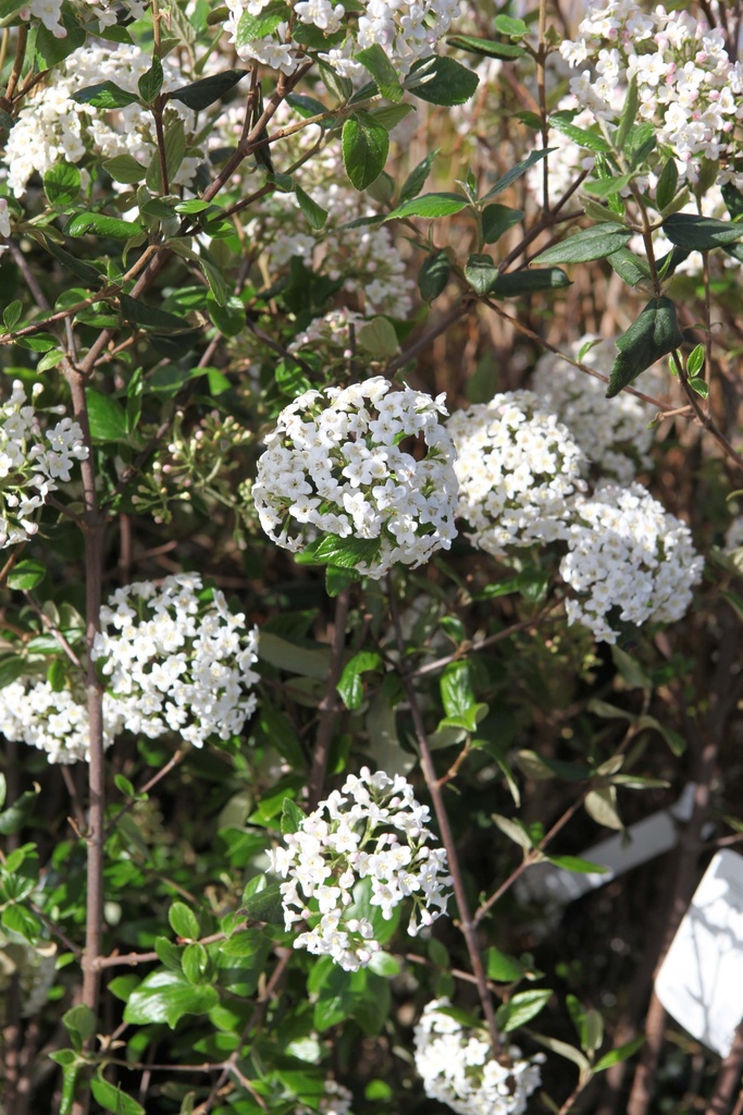 [VBARU80] VIBURNUM BURKWOODII 'ANNE RUSSELL' (Pot, 80-100 cm)