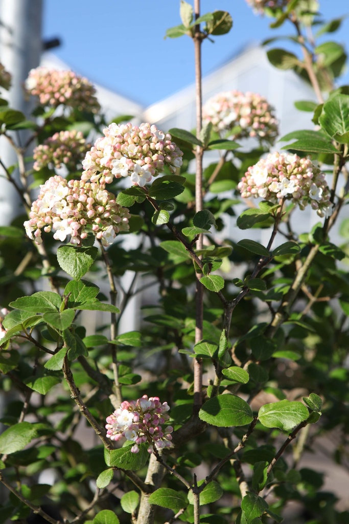 VIBURNUM CARLCEPHALUM
