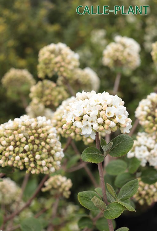 [VCAR100] VIBURNUM CARLCEPHALUM (Pot, 100-125 cm)