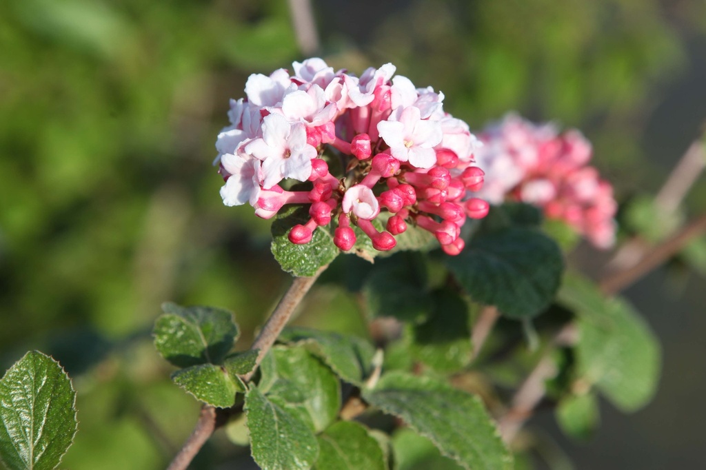 [VCAU80] VIBURNUM CARLESII 'AURORA' (Pot, 80-100 cm)