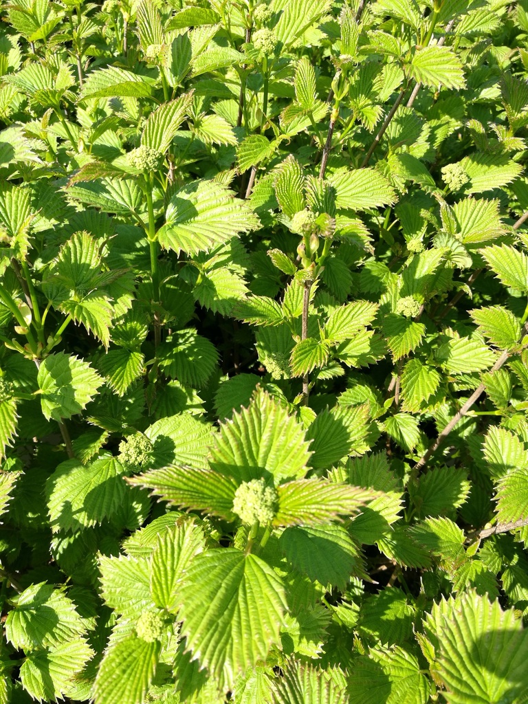 VIBURNUM DENTATUM BLUE MUFFIN®
