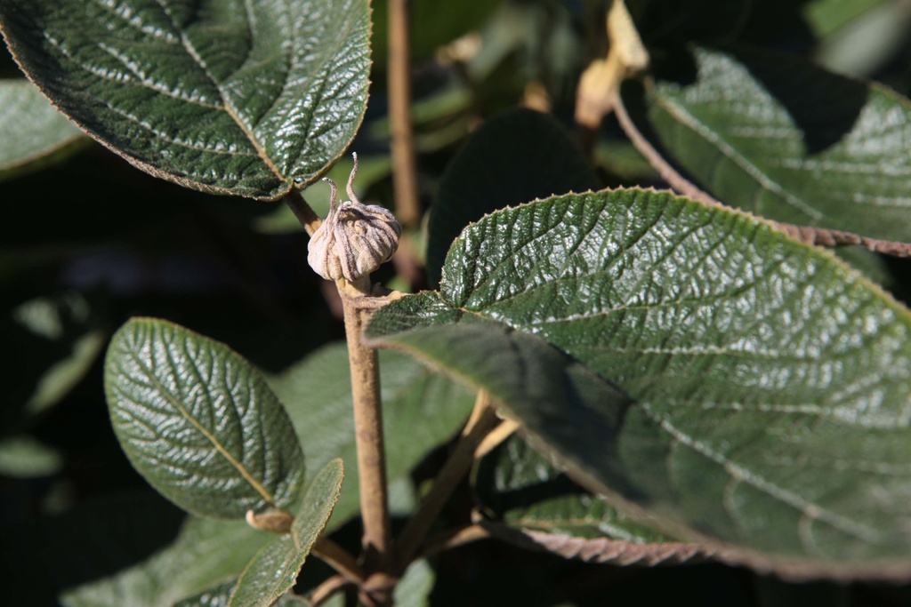[xx] VIBURNUM LANTANA 'MOHICAN' (Pot 3 liter, 50-60 cm)