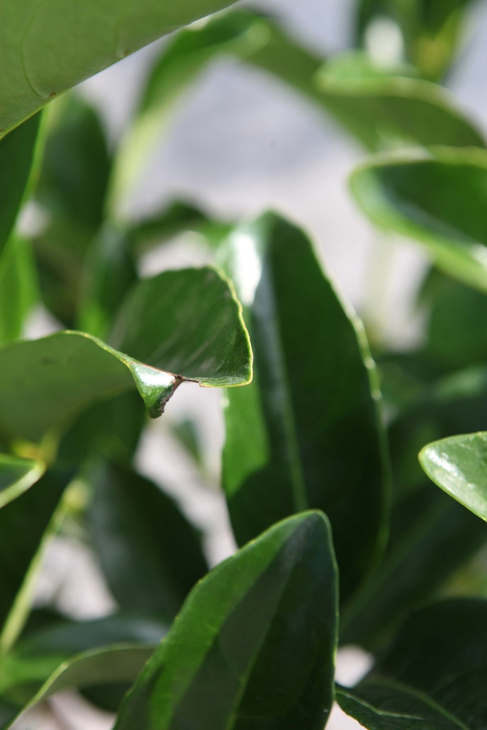 [xx] VIBURNUM ODORATISSIMUM (Pot 12 liter, 80-100 cm)