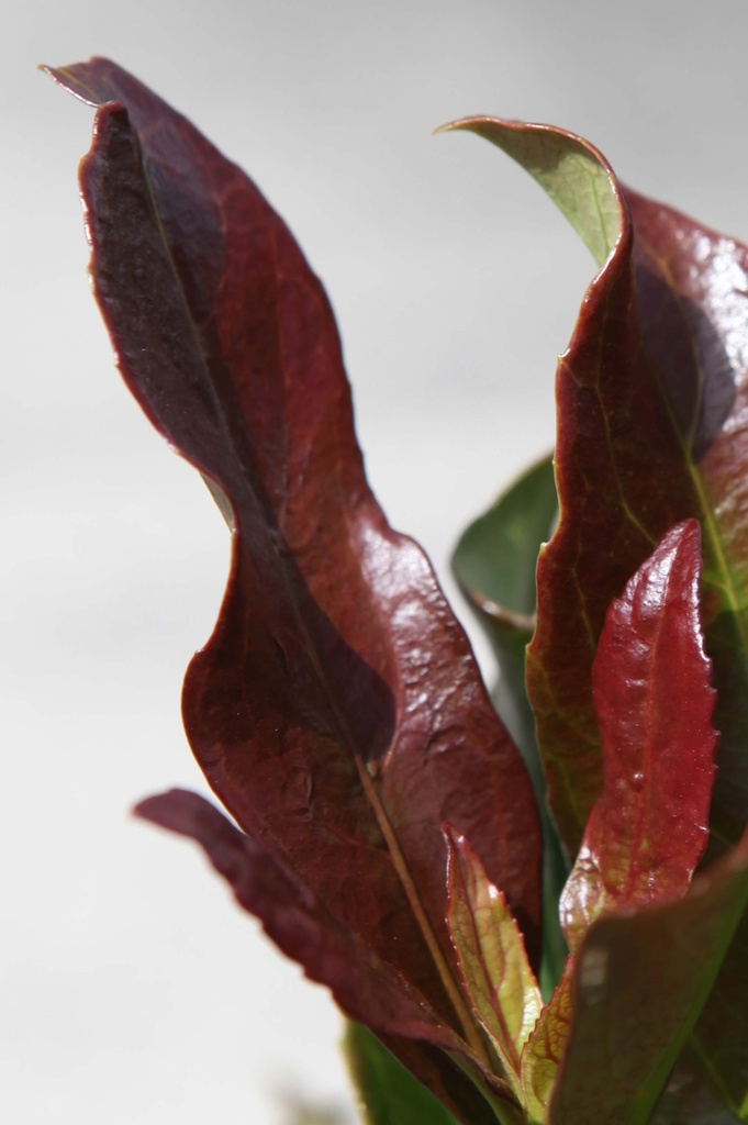 [xx] VIBURNUM ODORATISSIMUM COPPERTOP (Pot, 125-150 cm)