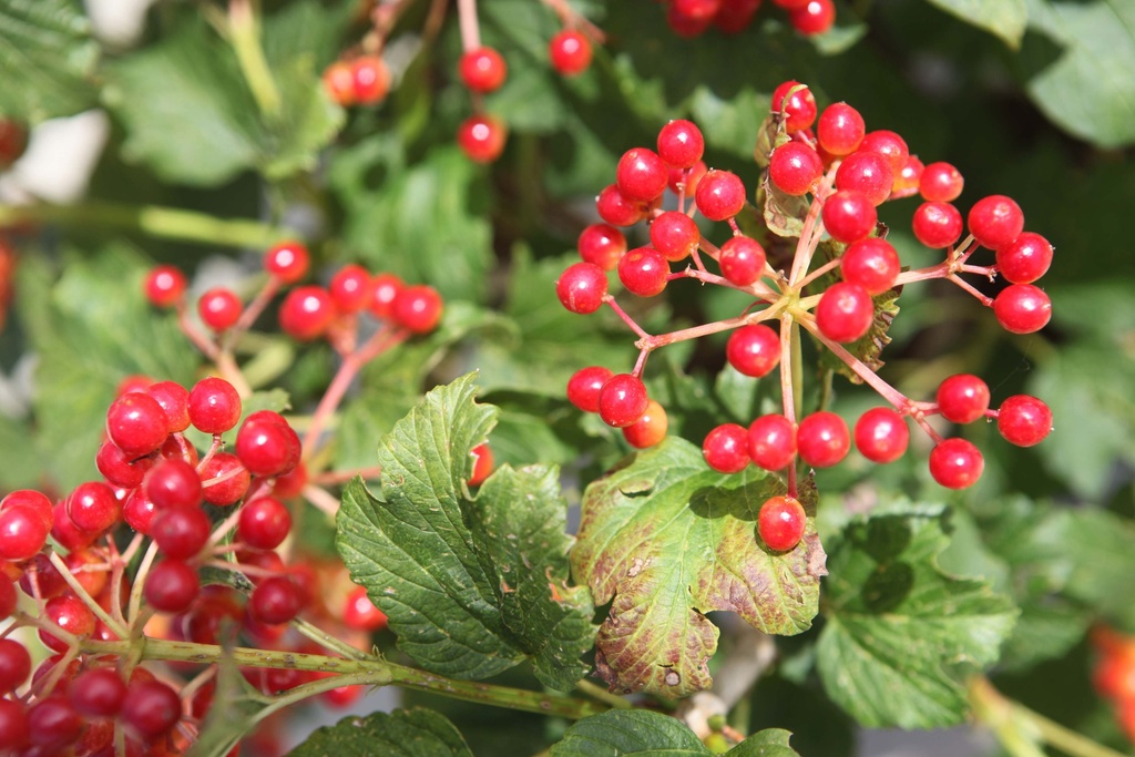 [xx] VIBURNUM OPULUS 'COMPACTUM' (Pot, 40-50 cm)