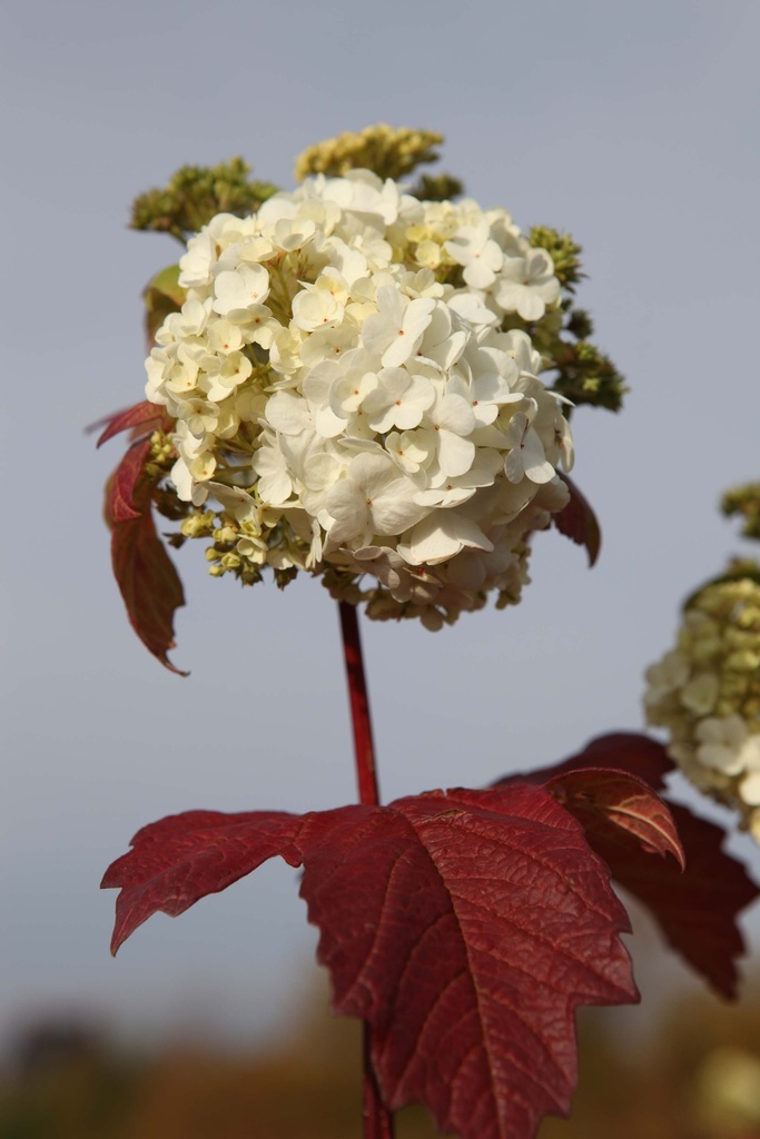 VIBURNUM OPULUS 'ROSEUM'