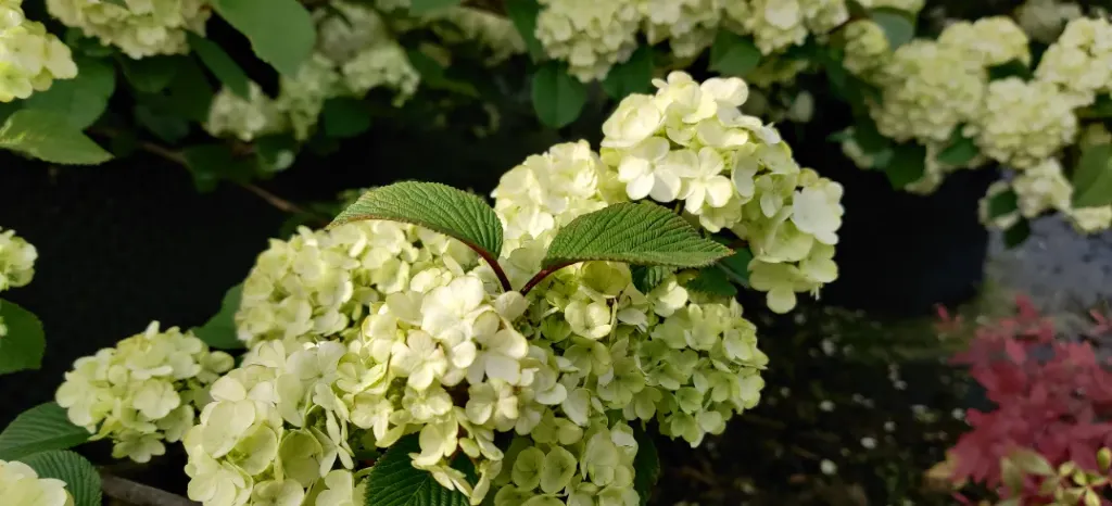 [VPGR100] VIBURNUM PLICATUM 'GRANDIFLORUM' (Topf, 100-125 cm)