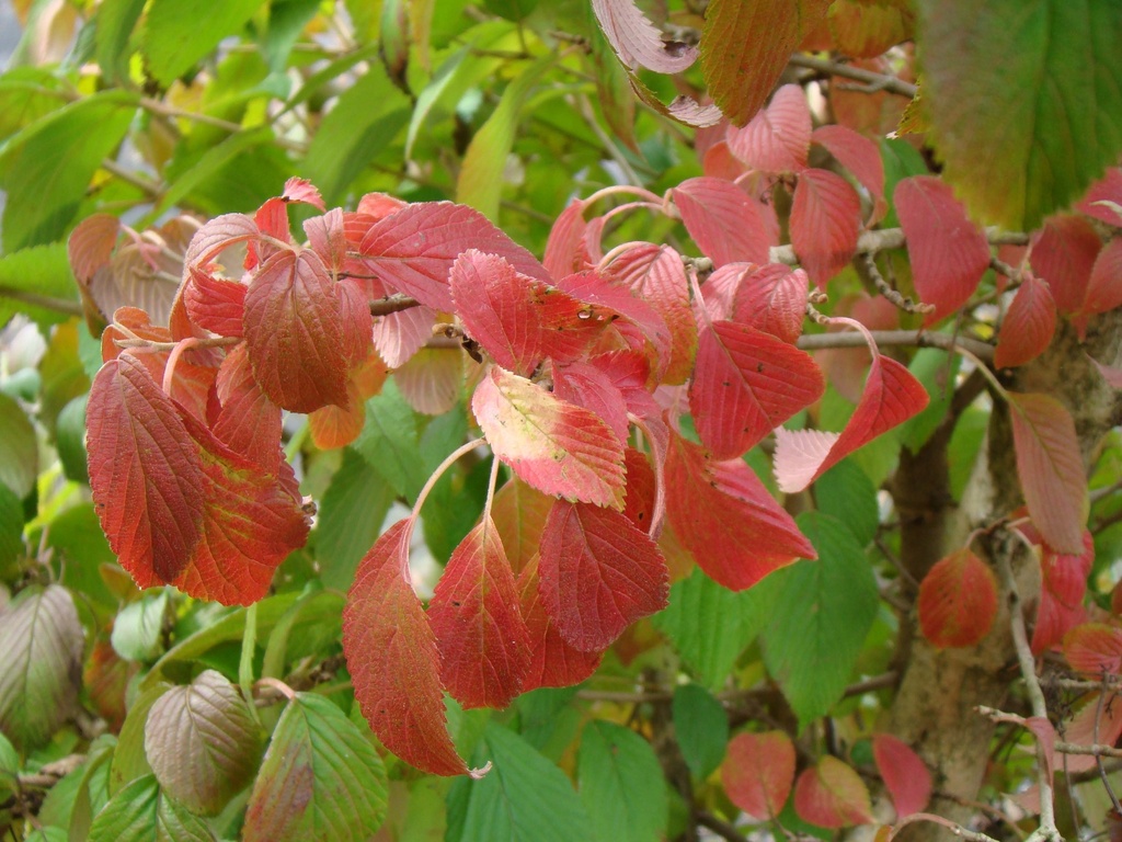 [VPKI125C] VIBURNUM PLICATUM KILIMANDJARO (Pot, 125-150 cm)