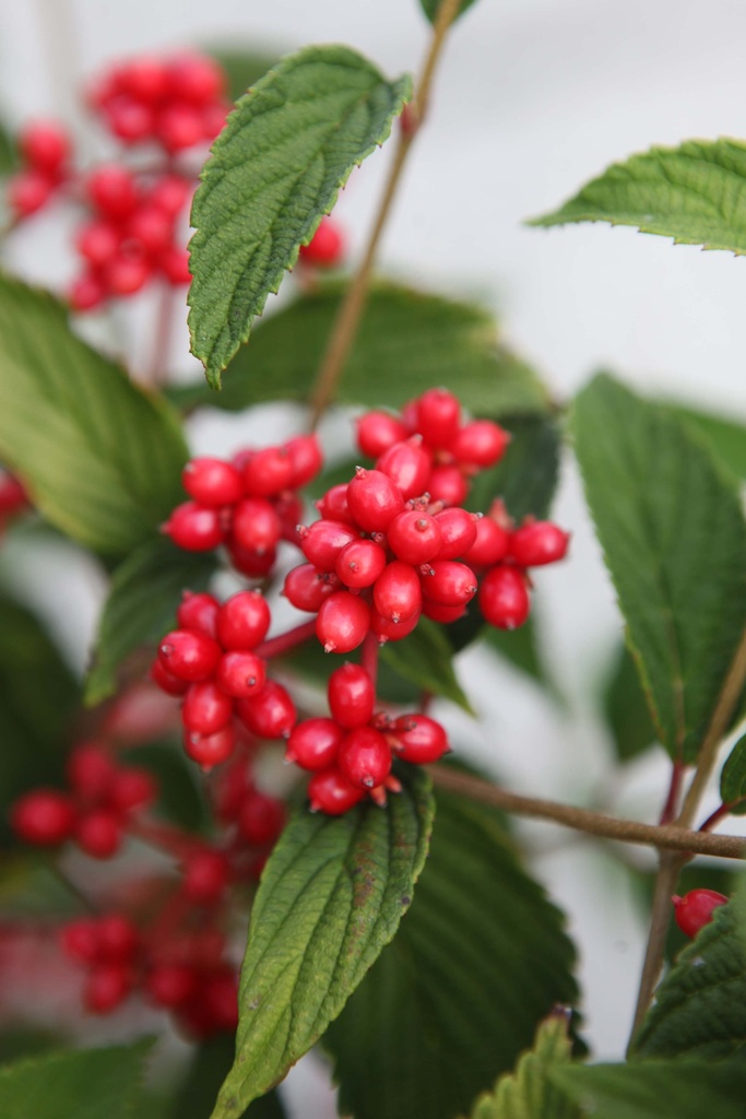 VIBURNUM PLICATUM KILIMANDJARO SUNRISE