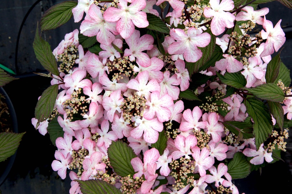 VIBURNUM PLICATUM 'MOLLY SCHROEDER'