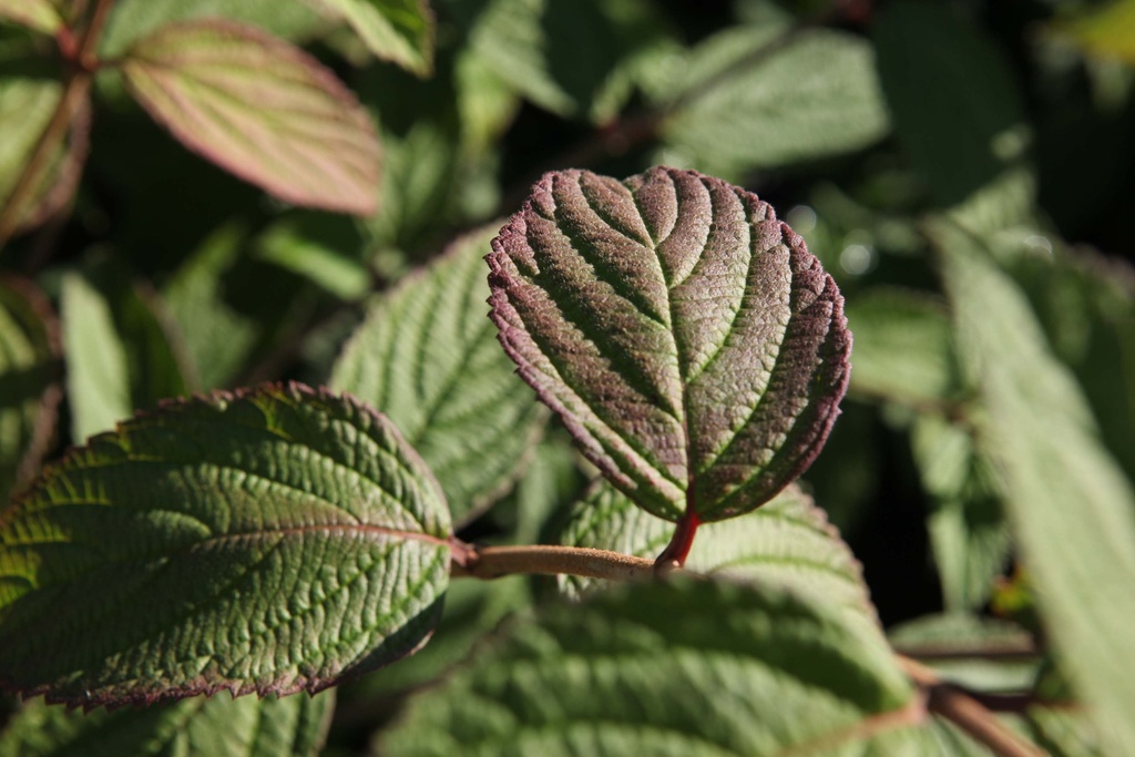 VIBURNUM PLICATUM 'PINK BEAUTY'