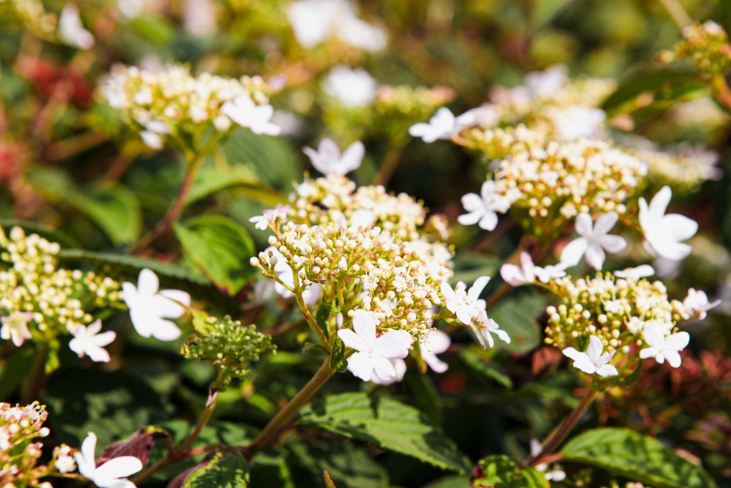 VIBURNUM PLICATUM PINKAWAI