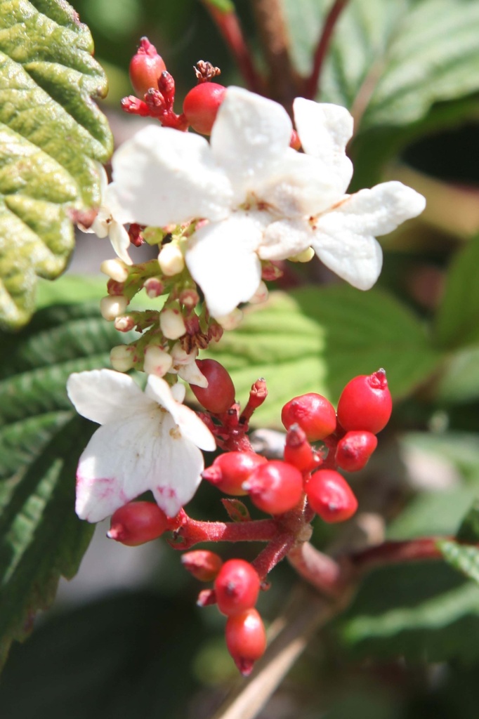 VIBURNUM PLICATUM PINKIMONO