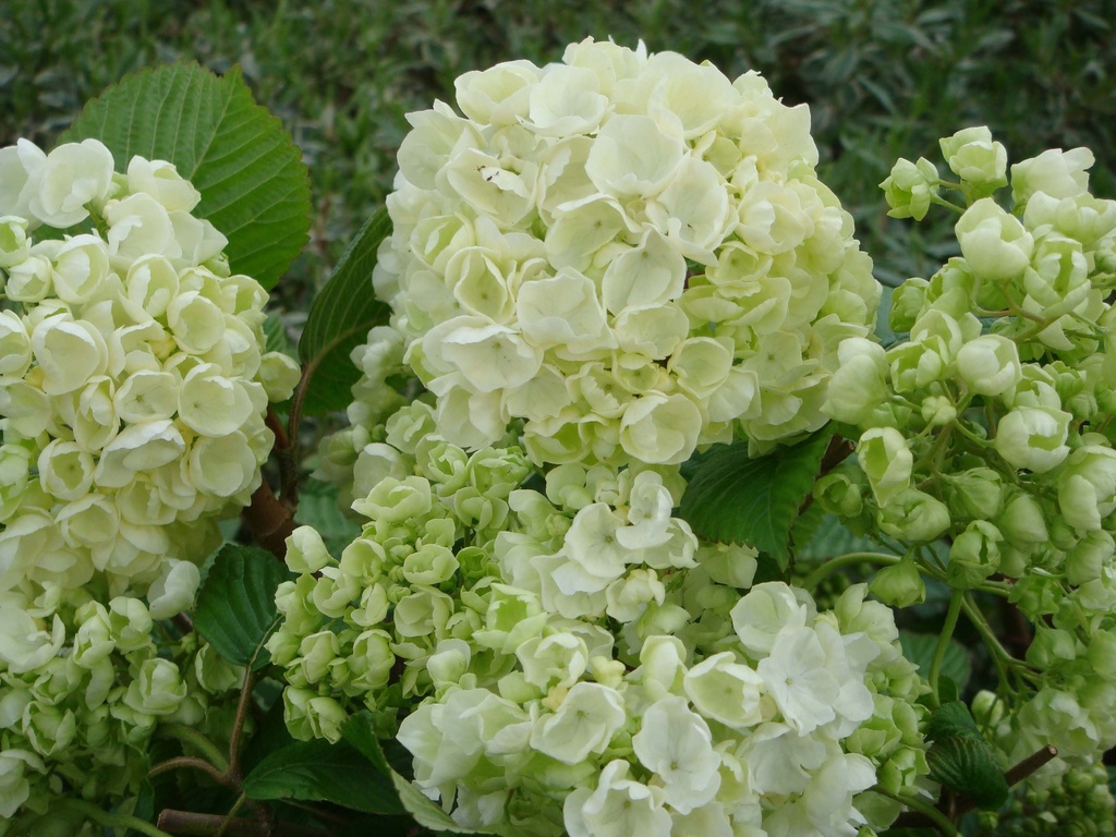 VIBURNUM PLICATUM 'POPCORN'