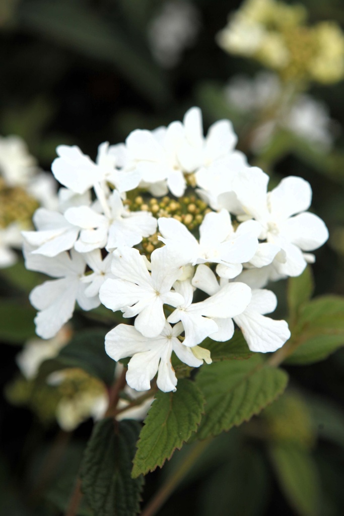 VIBURNUM PLICATUM SHIROGAMI