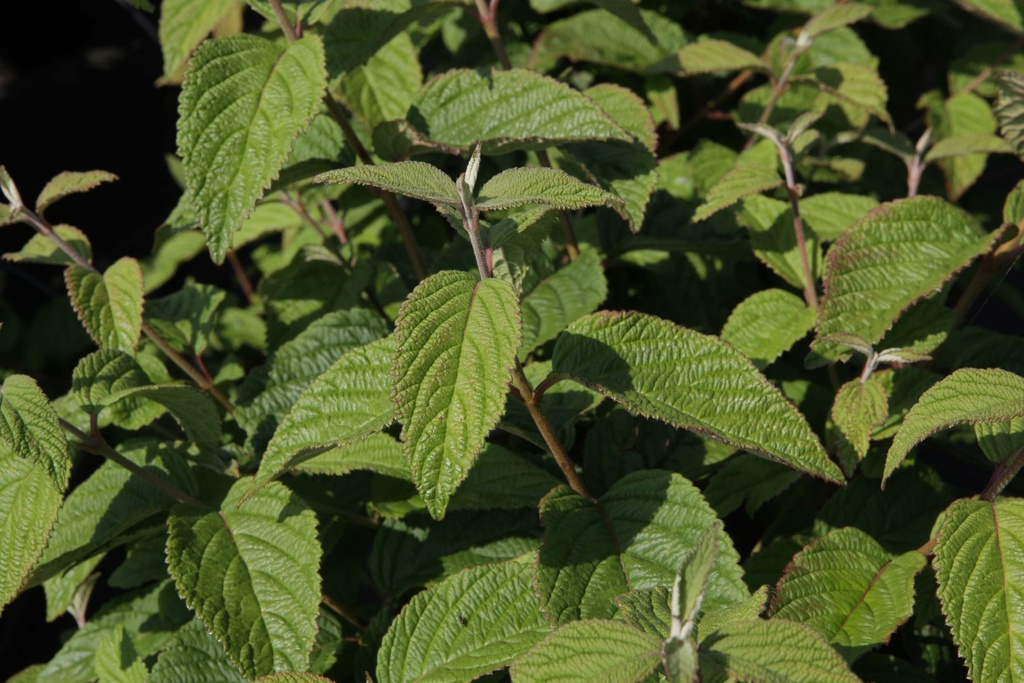 VIBURNUM PLICATUM TOMENTOSUM