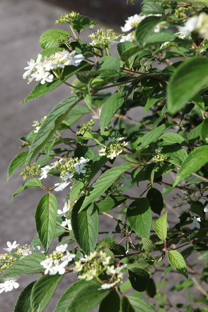 [VPWA30] VIBURNUM PLICATUM 'WATANABE' (Pot 3 liter, 30-40 cm)