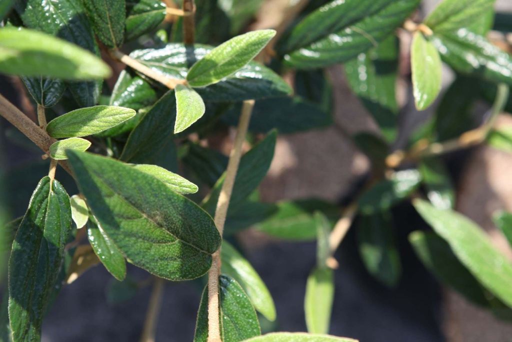 [VPR100] VIBURNUM 'PRAGENSE' (Pot, 100-125 cm)