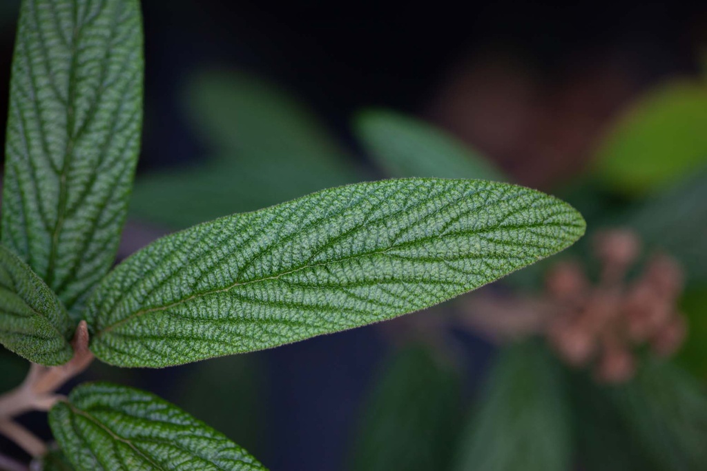 [xx] VIBURNUM RHYTIDOPHYLLUM 'HOLLAND' (Pot, 100-125 cm)