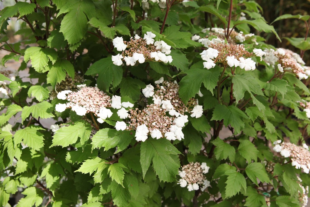 VIBURNUM SARGENTII 'ONONDAGA'