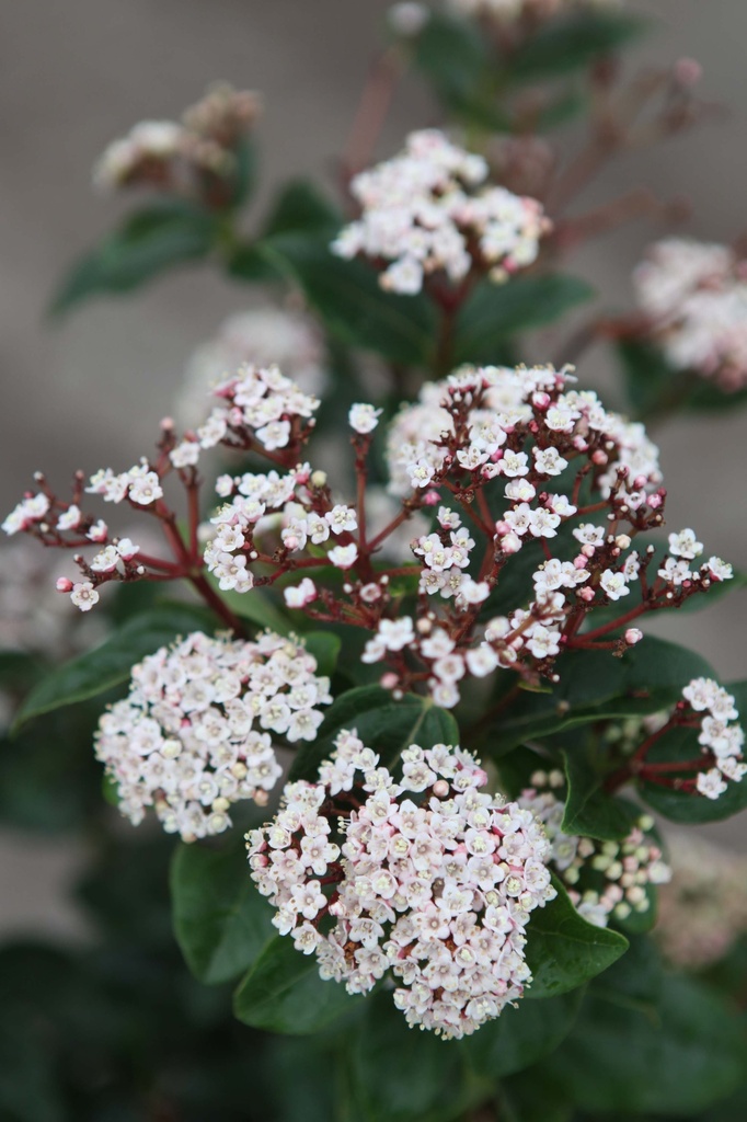 [VTLI60C] VIBURNUM TINUS 'LISAROSE' (Pot, 60-80 cm)