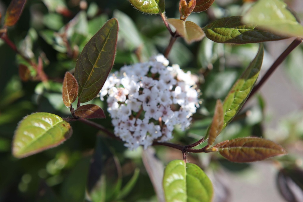 [xx] VIBURNUM TINUS SPIRIT (Pot, 60-80 cm)