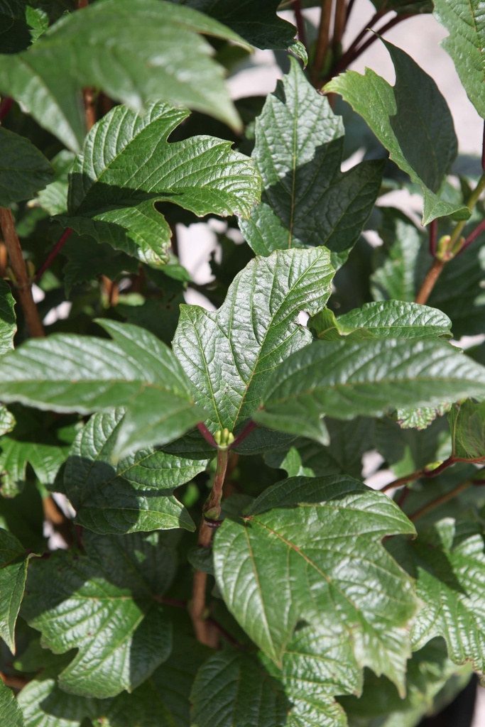 VIBURNUM TRILOBUM 'BAILEY COMPACT®'
