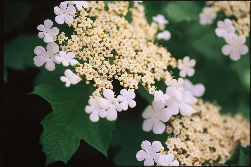 VIBURNUM TRILOBUM 'WENTWORTH®'