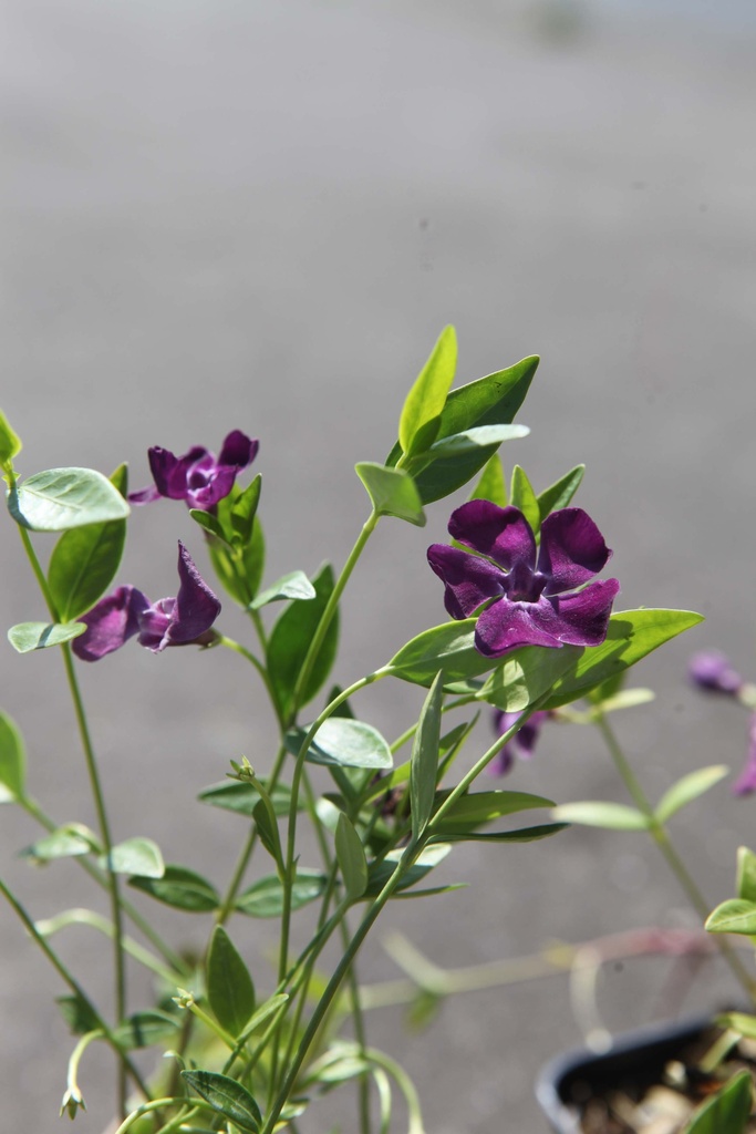 [xx] VINCA MINOR 'VERINO' (Pot 6 cm, 20-25 cm)