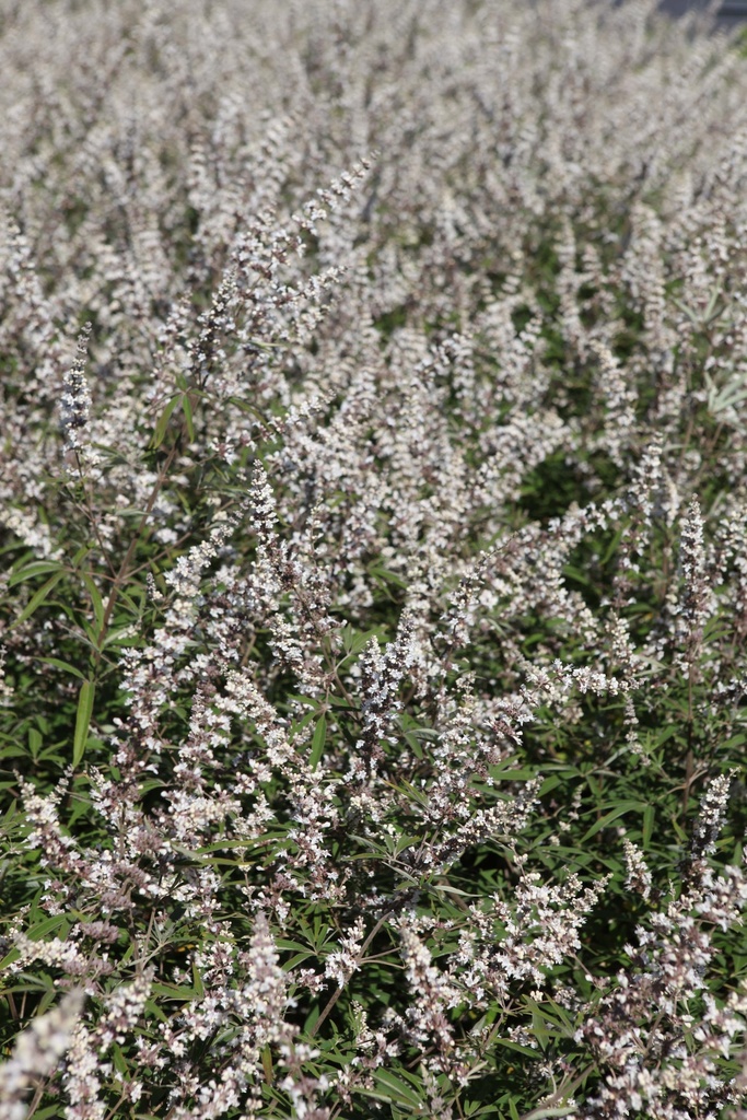 VITEX AGNUS-CASTUS 'ALBUS'