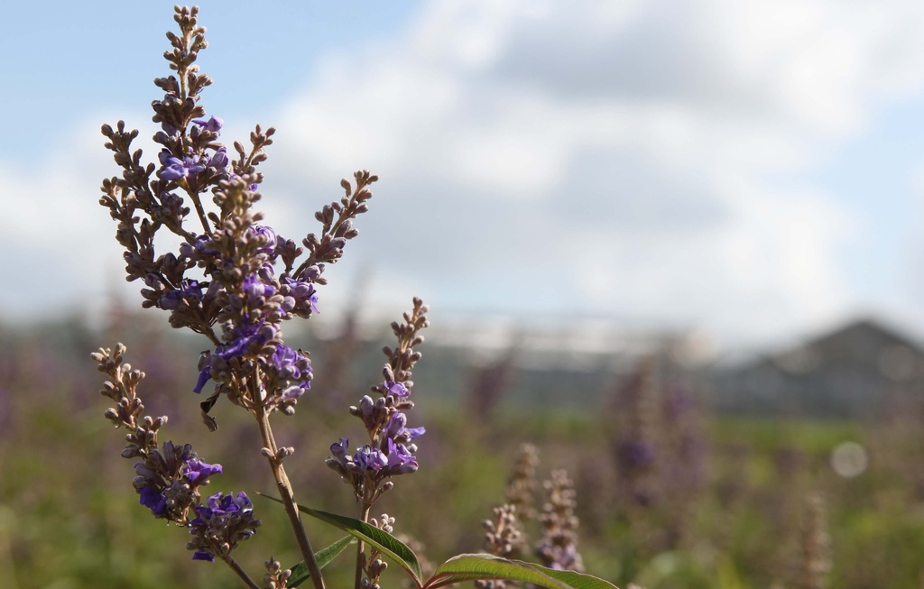 VITEX AGNUS-CASTUS FIRST EDITIONS® 'DELTA BLUES®'