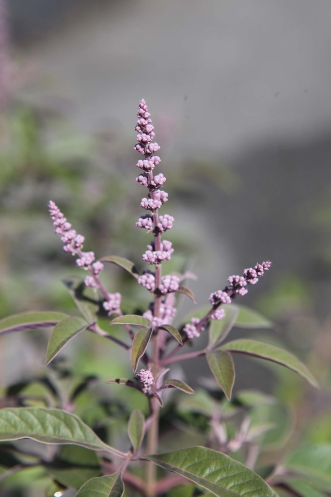 VITEX AGNUS-CASTUS FIRST EDITIONS® 'FLIP SIDE®'