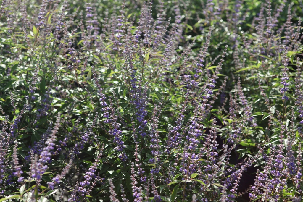 [VACFEQBE40C3] VITEX AGNUS-CASTUS FIRST EDITIONS® QUEEN BEE (Pot 3 liter, 40-50 cm)