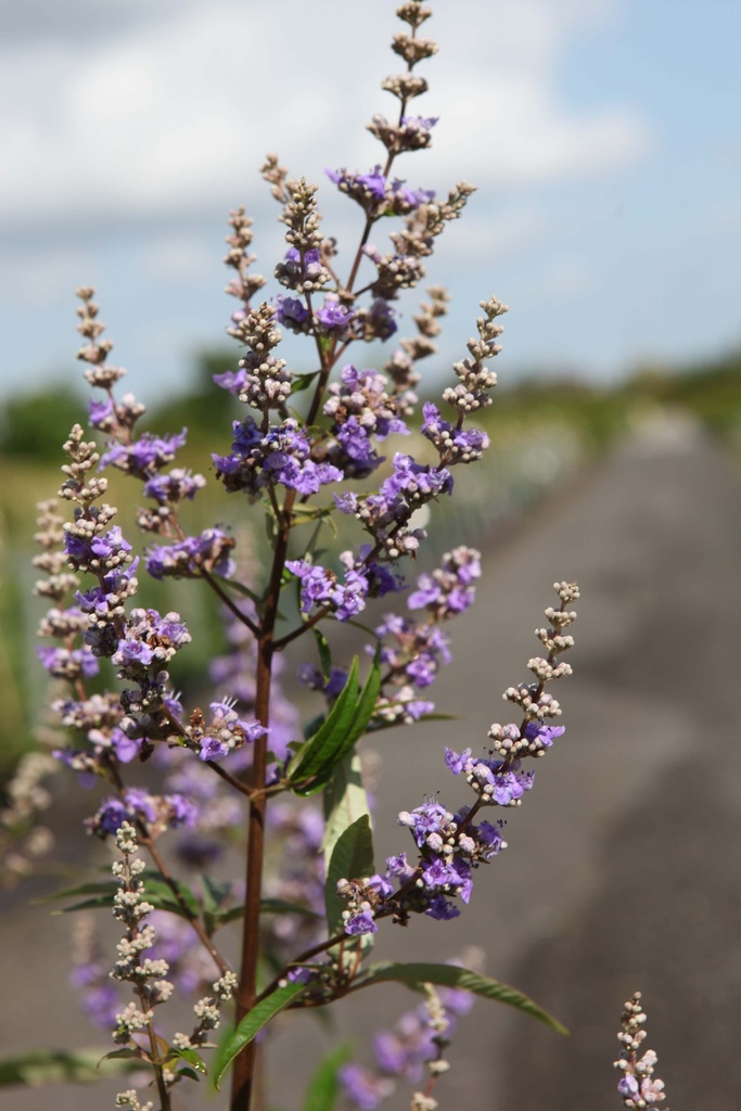 VITEX AGNUS-CASTUS 'LATIFOLIA'