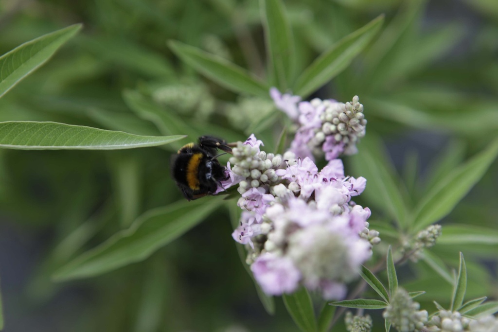 [VACPPI30C3] VITEX AGNUS-CASTUS 'PINK PINNACLE' (Pot 3 liter, 30-40 cm)